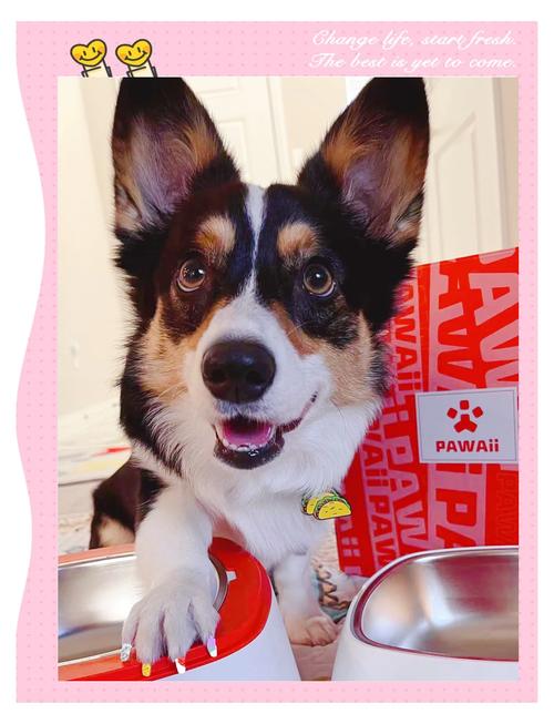 宠物餐具也要讲究，选对了狗狗更爱吃饭​