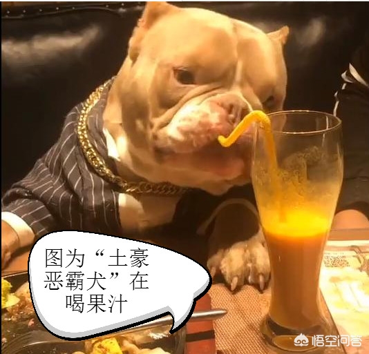 宠物餐具也要讲究,选对了狗狗更爱吃饭 宠物餐具也要讲究,选对了狗狗更爱吃饭