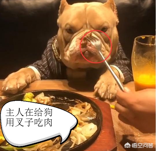 宠物餐具也要讲究,选对了狗狗更爱吃饭 宠物餐具也要讲究,选对了狗狗更爱吃饭