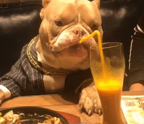 宠物餐具也要讲究,选对了狗狗更爱吃饭 宠物餐具也要讲究,选对了狗狗更爱吃饭